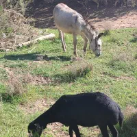 اولاغ یک ساله