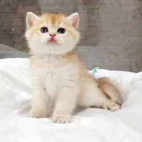 گربه اسکاتیش و بریتیش