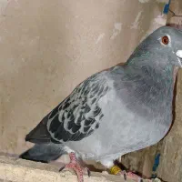 کفتر|پرنده|قدس, شهر‌قدس|دیوار