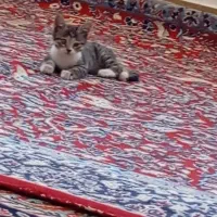 گربه