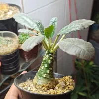 تعدادی کاکتوس کمیاب و کلکسیونی