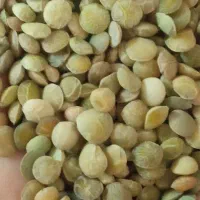 عدس روستا ارگانیک.شیمیایی نخورده.تمیز