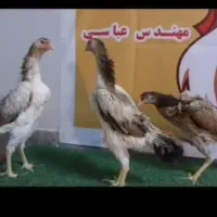 مرغ اوشامو شکری