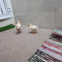 سلام دوعدد جوجه سالم