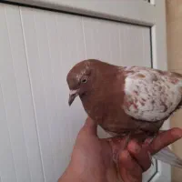 ۱۰۰۰۰۰۰|پرنده|زارچ, |دیوار
