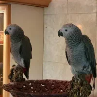 کاسکو
