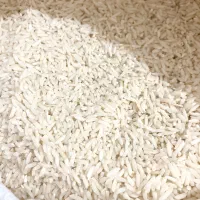 برنج محلی هاشمی