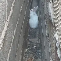 خرگوش نرماده