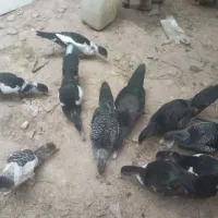 اردک اسرائیلی