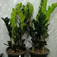 کلکسیونی سکه ای