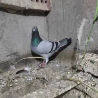 کبوتر