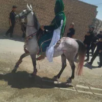 خریدو فروش اسب