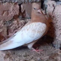 سینه زرد