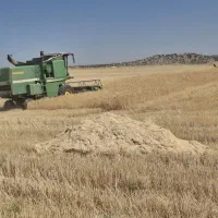 کاه|لوازم جانبی حیوانات|کوهدشت, |دیوار