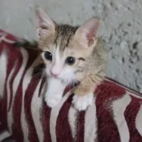 واگذاری گربه رایگان