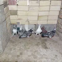 چندعدد کبوتر خوش زات و بچه کبوتر ..