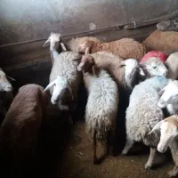 قوزی دامازدیغ و گوشتی