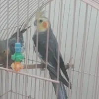 عروس هلندی نر و مرغ عشق ماده
