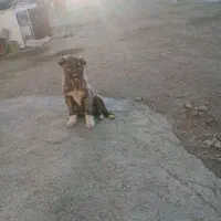 توله‌سراب‌افغان