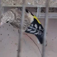 جوجه سهره کبوتر قناری مرغ و خروس لاری پرنده