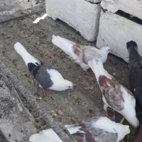 ۱۸ عدد کبوتر
