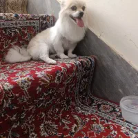سگ پامر اصیل .