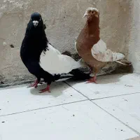 کبوتر همه جور