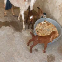 بز تازه زاییده