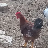 فروش ۳عدد خروس