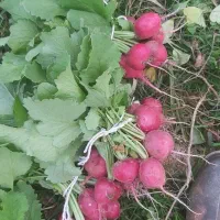 سبزی خوردن،خورشتی،کاهو