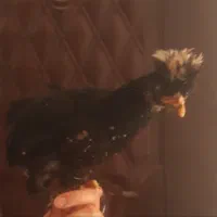 جوجه خروس  جوجه مرغ لهستانی 4ماه واکسن خورده