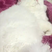 معاوضه گربه ای بالغ با توله گربه