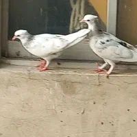 یک جفت جوجه کفترکاکلی پرشی