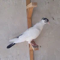 ابلغ  کاکلی نر پرشی