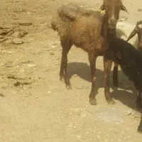 یک میش یک بره