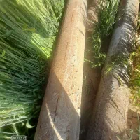 لوله جدار  ضایعاتی