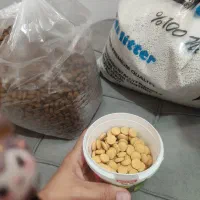 غذاخشک گربه