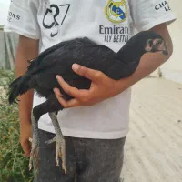 جوجه لاری