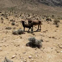 فروش قوچ کس ندار درجه 1 و پازن (دبُر)
