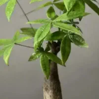 گل یشم