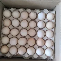 انواع تخم مرغ عمده