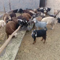 بره نر پایی پرواری