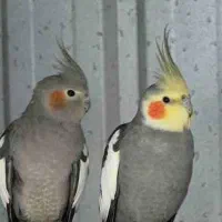 معاوضه یک جفت عروس هلندی بامرغ عشق