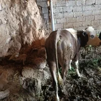 گوساله نر