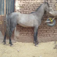 اسب نریون کره