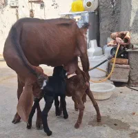مری بز نژاد مرندی