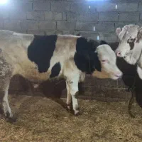 گاو گوشتی|حیوانات مزرعه|اصلاندوز, |دیوار