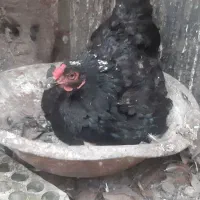 مرغ نیمه لاری کورچ