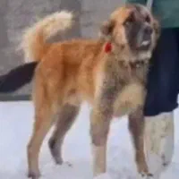 واگذاری سگ