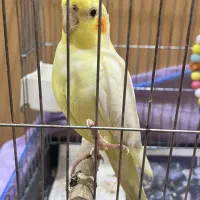پرنده عروس هلندی